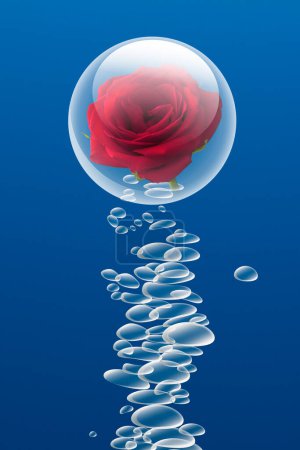 Photo for Fresh water bubbles and beautiful red rose flower on blue background - Royalty Free Image