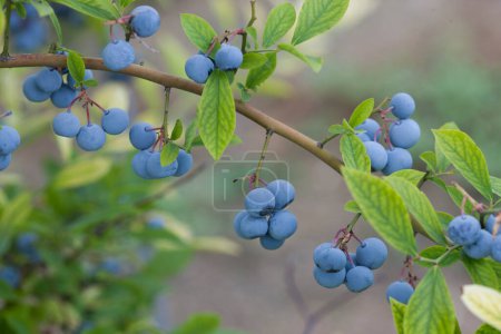 Téléchargez les photos : Bleuets frais mûrs sur les branches dans un jardin - en image libre de droit