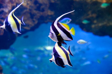 Unterwasserblick auf schöne tropische Fische. Maurisches Idol    