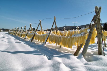 Foto de Escena de invierno con campo cubierto de nieve y rábanos Daikon colgados a secar - Imagen libre de derechos