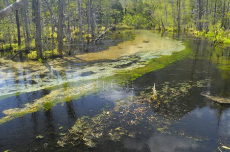 Foto de Un pantano con algas y árboles en el fondo - Imagen libre de derechos