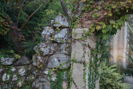 Téléchargez les photos : Arche de bâtiment antique enlacée avec plante de lierre - en image libre de droit