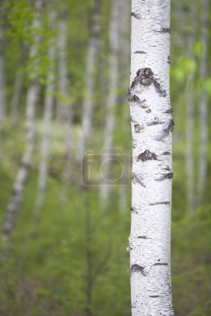 Téléchargez les photos : Forêt de bouleaux au début du printemps. bouleaux, troncs de bouleau. - en image libre de droit