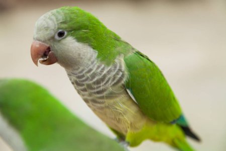 Téléchargez les photos : Perroquets verts oiseaux sur le fond, gros plan - en image libre de droit
