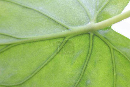 Téléchargez les photos : Feuilles vertes de la plante d'intérieur, vue rapprochée - en image libre de droit