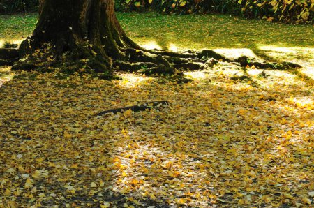 Téléchargez les photos : Un gros plan d'un tronc d'arbre aux feuilles jaunes tombées - en image libre de droit