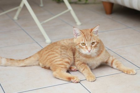 Foto de Lindo gato rojo jugando en jardín - Imagen libre de derechos