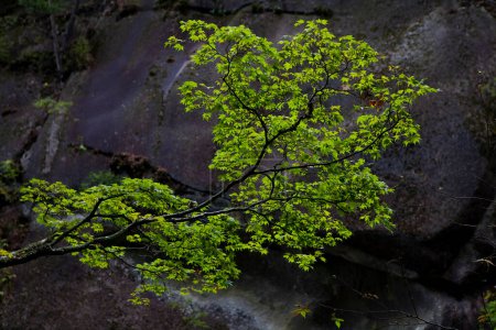 Téléchargez les photos : Branches d'arbres verts sur des pierres - en image libre de droit