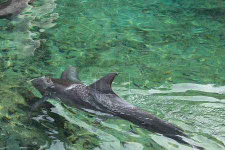 Foto de Delfines nadando en el agua de mar durante el día - Imagen libre de derechos