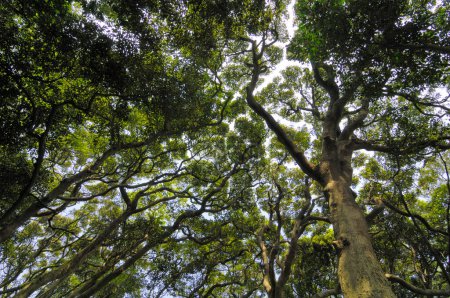 Téléchargez les photos : Vue à angle bas des arbres verts contre le ciel dans la forêt - en image libre de droit