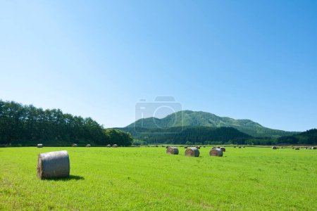 Foto de Un campo con fardos de heno y montañas en el fondo - Imagen libre de derechos