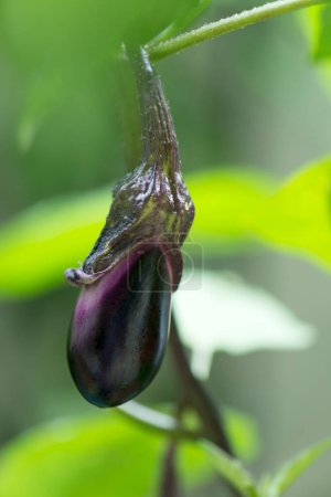 Photo for Close up of purple eggplant on plant in nature. - Royalty Free Image