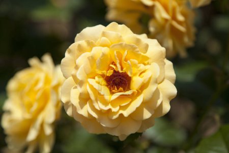 Téléchargez les photos : Roses jaunes poussant dans le jardin. - en image libre de droit