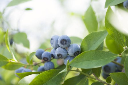 Foto de Arándanos azules en el jardín - Imagen libre de derechos