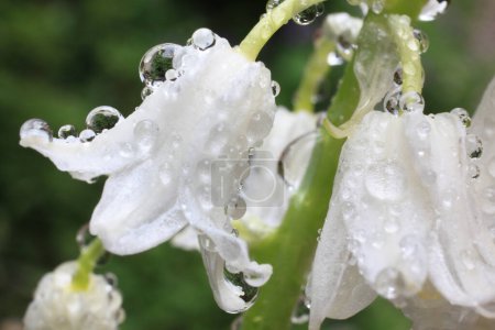 Foto de A closeup picture of white flowers with dew drops - Imagen libre de derechos