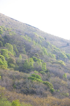 Téléchargez les photos : Plantes vertes et montagnes - en image libre de droit
