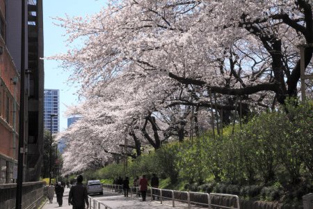 Photo for Street view of cherry blossom sakura in Japan - Royalty Free Image