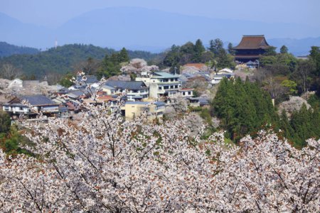 Photo for Scenic shot of blossoming sakura trees on green park hills in Japan - Royalty Free Image