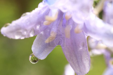 Foto de Primer plano de la mariquita en flores púrpuras - Imagen libre de derechos