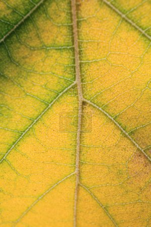 Téléchargez les photos : Texture des feuilles d'automne, plan macro, gros plan - en image libre de droit