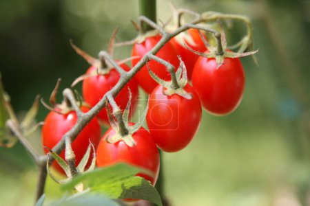 Foto de Tomates rojos maduros en las ramas del jardín - Imagen libre de derechos