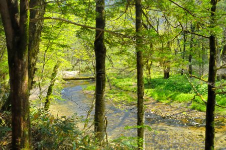 Téléchargez les photos : Un ruisseau traversant une forêt remplie d'arbres - en image libre de droit