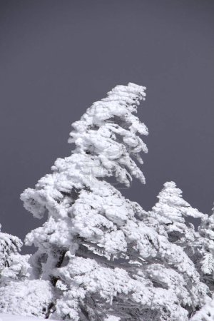 Téléchargez les photos : Belle vue sur les arbres enneigés dans la forêt - en image libre de droit