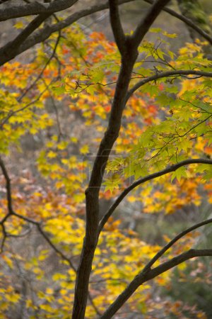 Téléchargez les photos : Photos rapprochées de feuilles d'érable jaune orange au Japon - en image libre de droit