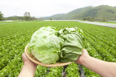 Téléchargez les photos : Agriculteur dans le champ tenant du chou vert frais dans les mains - en image libre de droit