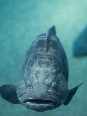Téléchargez les photos : Gros plan d'un poisson dans l'aquarium. Tétras géant - en image libre de droit