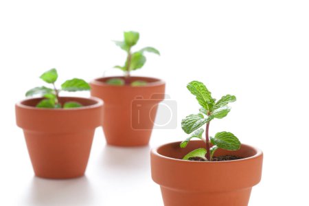 Photo for Three green plants growing in ceramic pots isolated on white background - Royalty Free Image