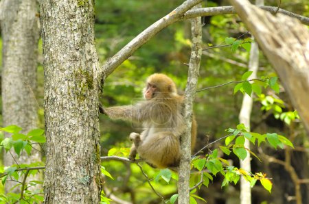 Téléchargez les photos : Un singe assis sur une branche d'arbre dans les bois - en image libre de droit