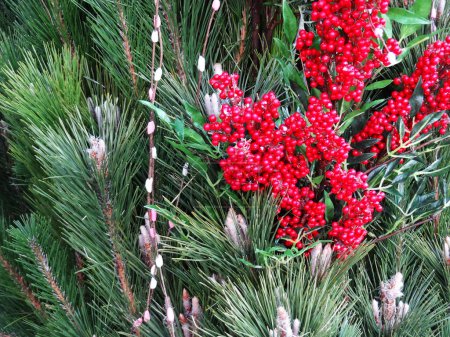 Téléchargez les photos : Un bouquet de baies rouges sur un arbre - en image libre de droit