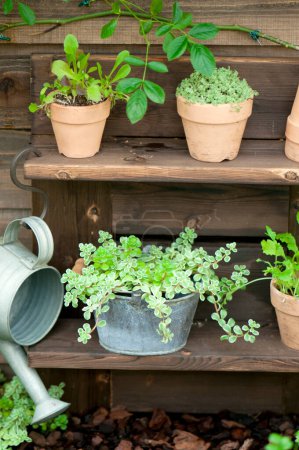 Téléchargez les photos : Une étagère avec des pots de plantes et un arrosoir - en image libre de droit