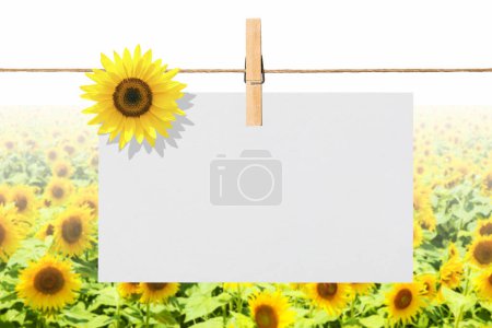 Foto de Un girasol con un papel en blanco unido a una línea de ropa - Imagen libre de derechos