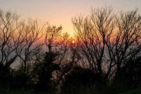 Téléchargez les photos : Un coucher de soleil avec quelques arbres au premier plan - en image libre de droit