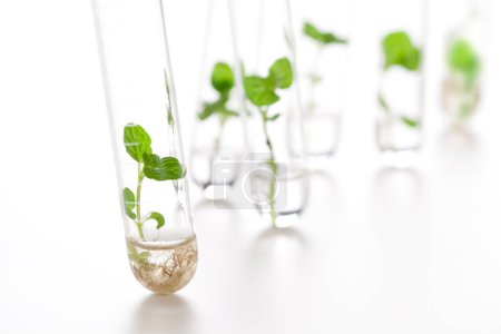 Photo for Growing seedlings of plants in glass tubes, laboratory glassware for biotechnology reserch - Royalty Free Image