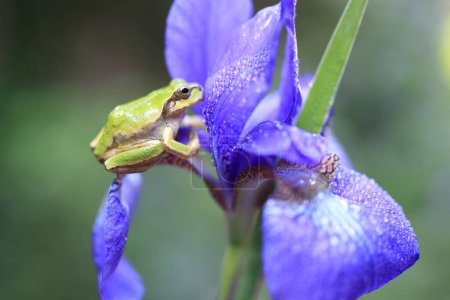 Téléchargez les photos : Une grenouille assise sur une fleur avec des gouttelettes d'eau - en image libre de droit