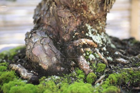 Foto de Un árbol bonsái con musgo creciendo en él - Imagen libre de derechos