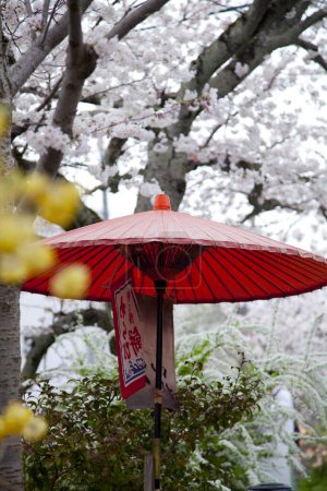 Téléchargez les photos : Fleurs de cerisier dans le parc, Japon - en image libre de droit