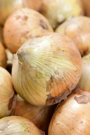 Foto de Primer plano de cebollas frescas, toma de estudio - Imagen libre de derechos