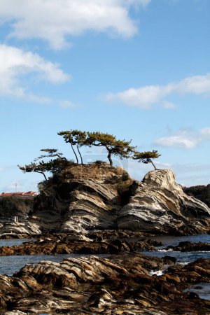 Téléchargez les photos : Belle vue sur les pins poussant sur la côte de la mer - en image libre de droit