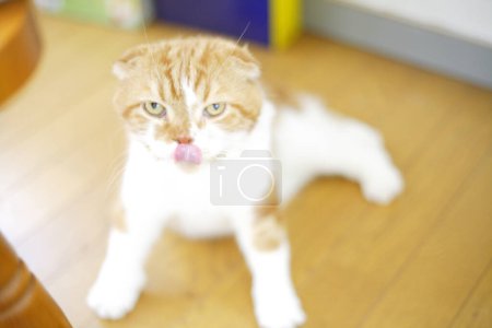 Photo for Cute cat sitting on the floor - Royalty Free Image