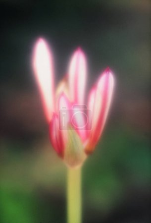 Foto de Una flor rosa con un fondo borroso - Imagen libre de derechos