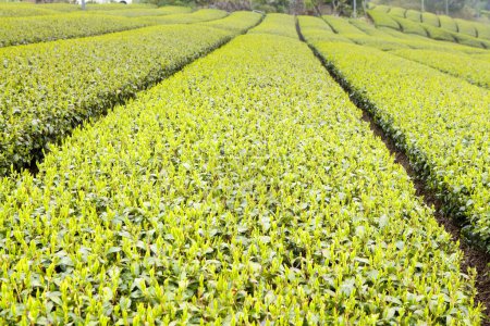 Téléchargez les photos : Rangées de plantes vertes à la plantation de thé en Asie - en image libre de droit