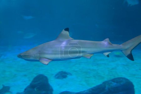 Foto de El tiburón está en el mar azul - Imagen libre de derechos