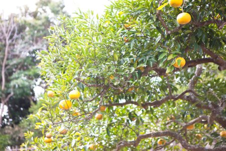 Téléchargez les photos : Arbre vert avec des oranges mûres dans le jardin - en image libre de droit