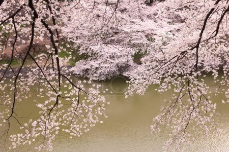 Téléchargez les photos : Fleurs de cerisier en Tokyo, Tokyo - en image libre de droit