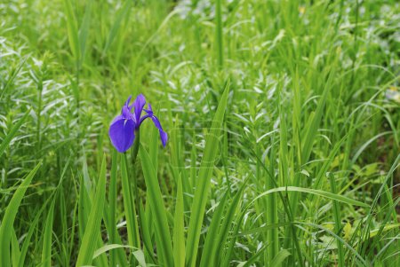 Foto de Primer plano de la pequeña flor en el bosque de verano - Imagen libre de derechos