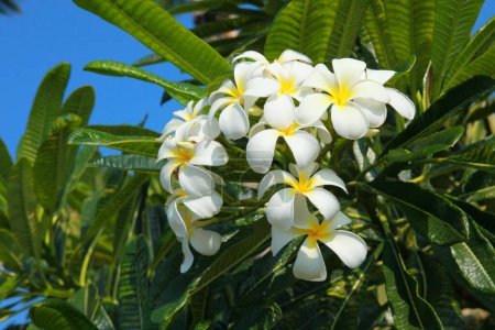 Photo for Plumeria flowers, beautiful flower - Royalty Free Image